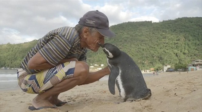 Дивовижна історія цього пінгвіна всього за пару днів підкорила весь світ!