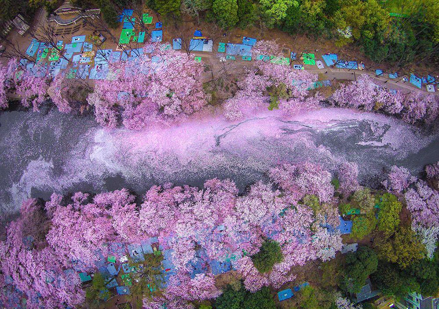 17 чарівних фотографій цвітіння сакури в Японії від National Geographic