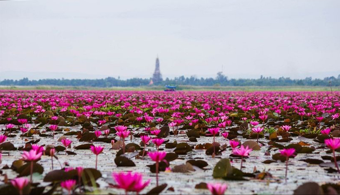 Унікальне озеро в Таїланді, всипана червоними лотосами