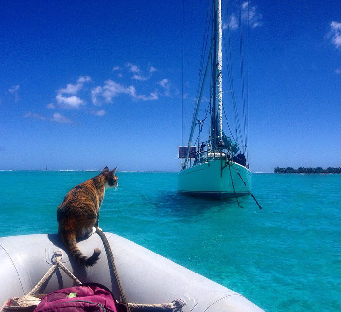 Вона кинула свою роботу і відправилася з котом навколо світу на парусній човні