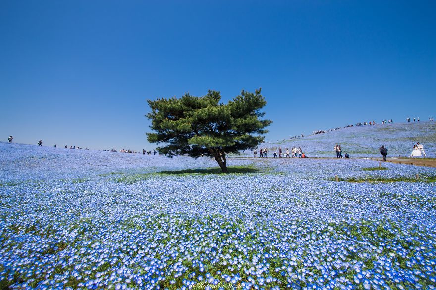 4,5 мільйона кольорів немофіли розквітли в Японії. І це приголомшливо!