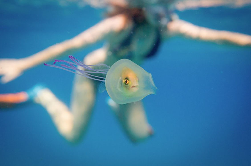 Хлопцеві вдалося зробити феноменальний знімок: риба всередині медузи