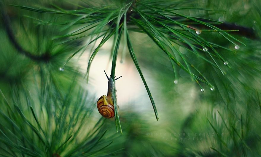 Польський фотограф робить фантастичні знімки про життя равликів