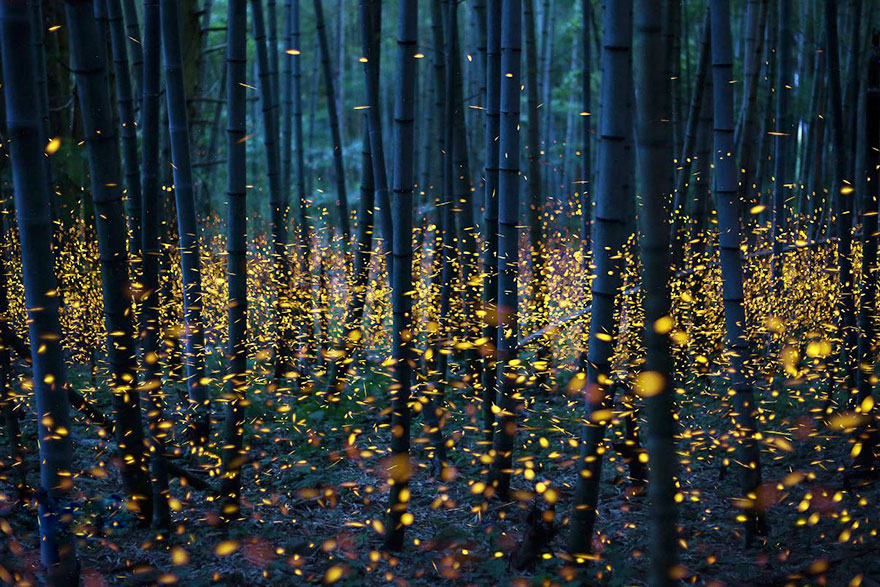 10 нереально прекрасних знімків світлячків в літній Японії