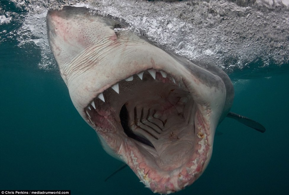 Американський фотограф зробив фото білих акул, від яких холоне кров