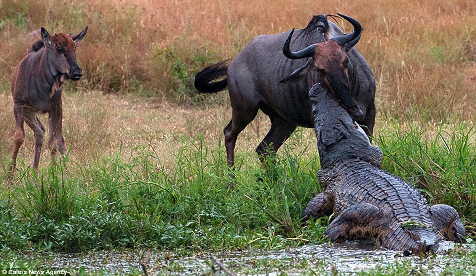 Неймовірна сутичка бегемота з крокодилом з-за антилопи гну