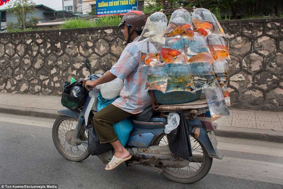 Ці безстрашні в'єтнамці можуть перевозити на мопедах все що завгодно