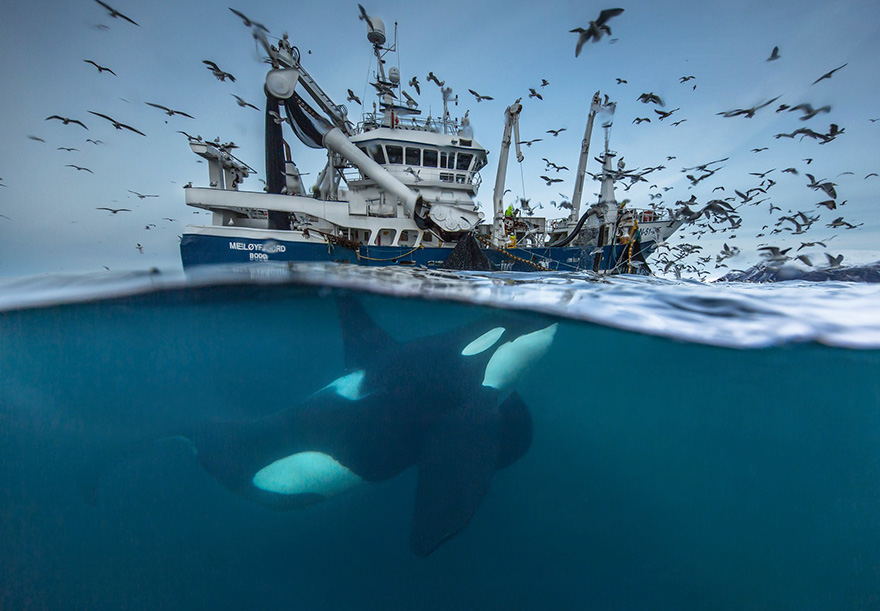 11 приголомшливих фото фіналістів конкурсу Wildlife Photographer Of The Year 2016