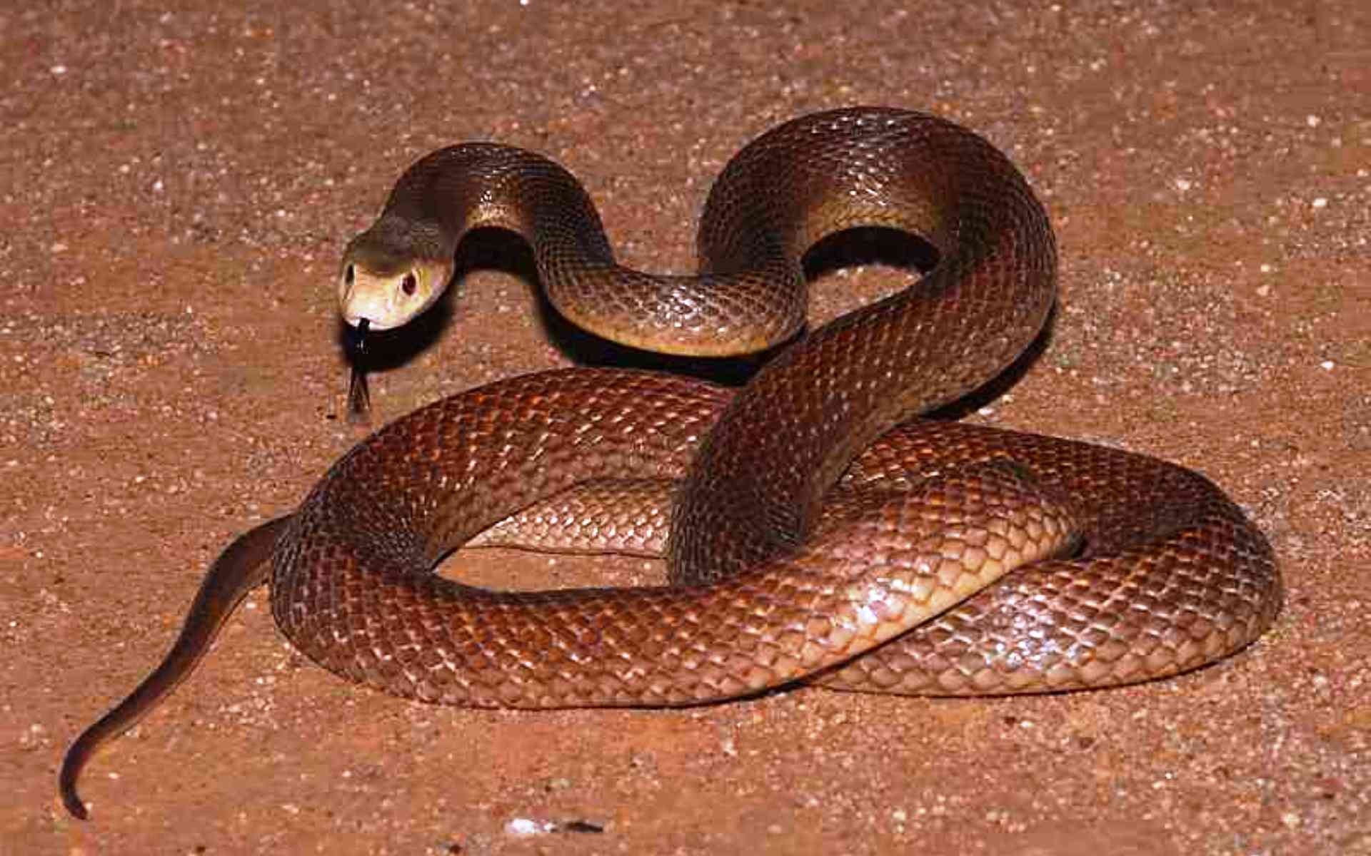 Найбільша отруйна змія у світі