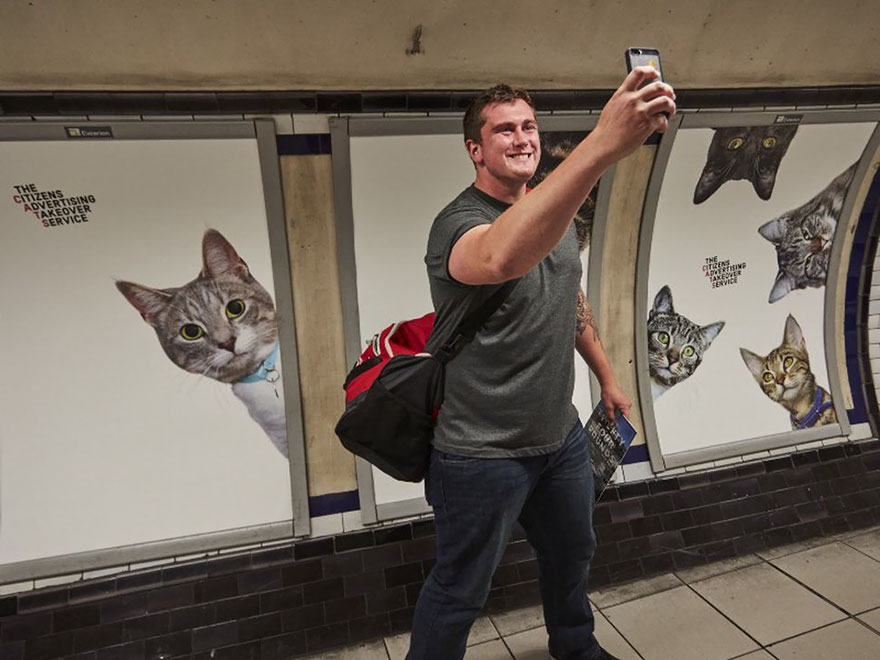 На одній із станцій лондонського метро всю рекламу замінили котиками