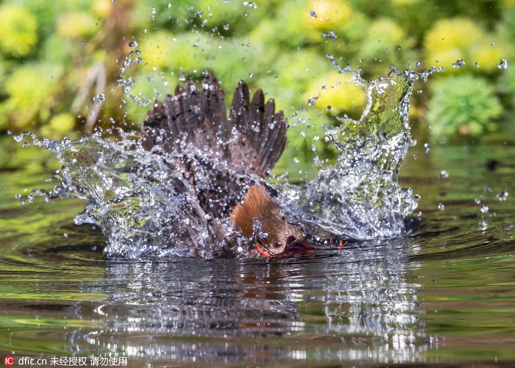 7 забавних і цікавих фото, про те як великий крохаль річкових раків ловив