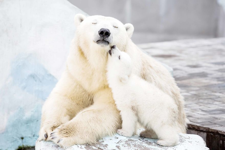 15 зворушливих і милих фото про те, як ведмежата вчаться бути ведмедями