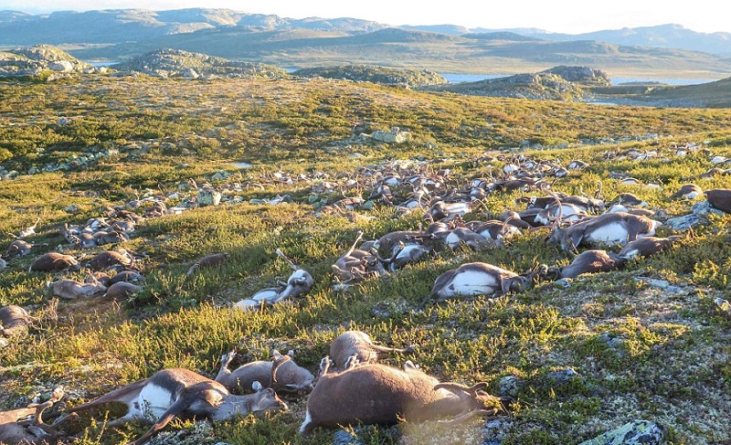 Нещодавно співробітники норвезького парку виявили на полі сотні трупів оленів...