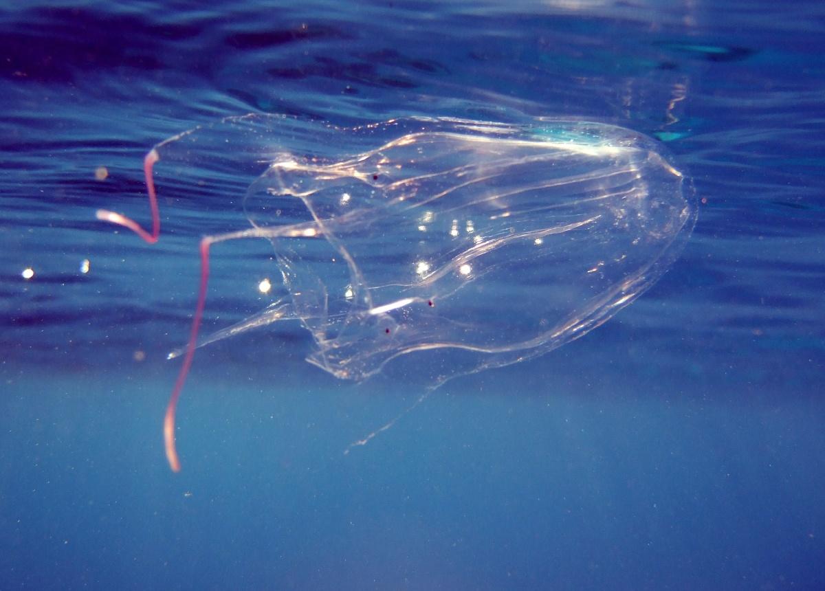 Сама отруйна медуза у світі