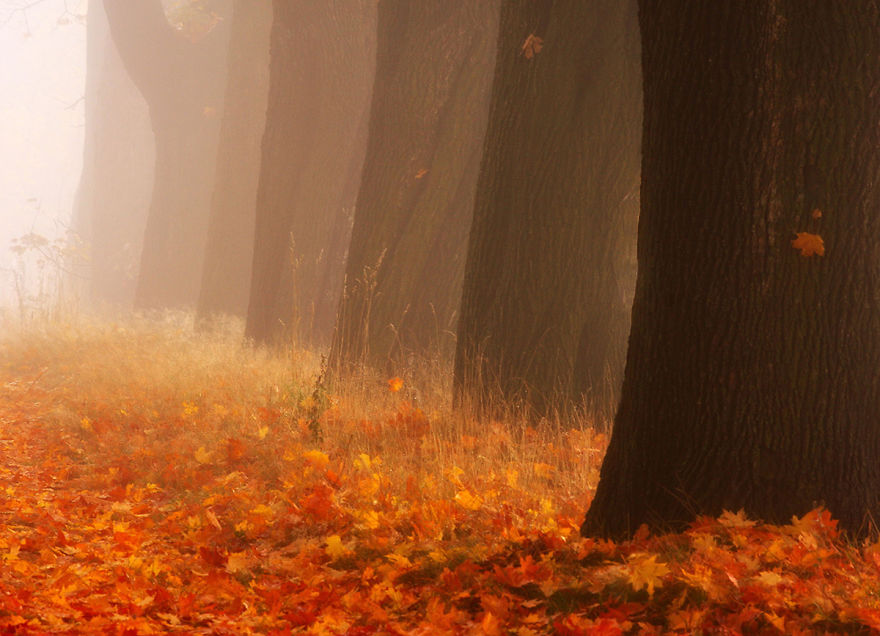 9 чарівних фото з Польщі, на яких відображена справжня душа осені