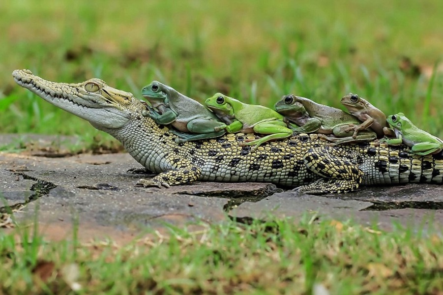 Верхи на крокодилі