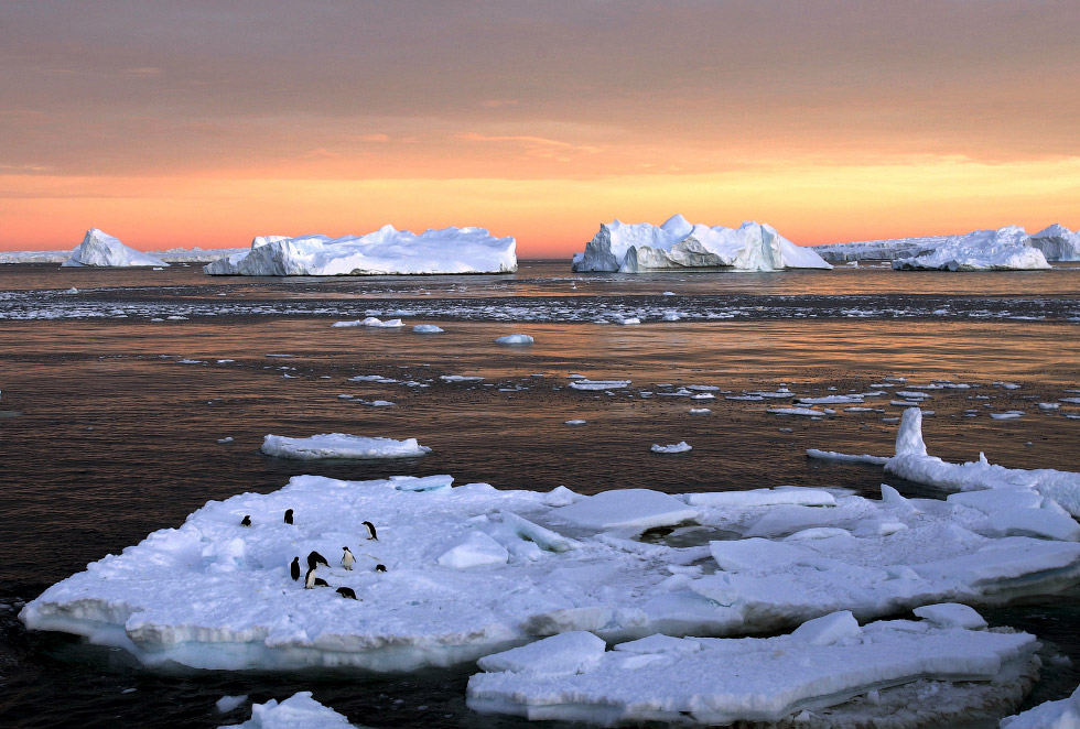 В Антарктиді створять найбільший морський заповідник
