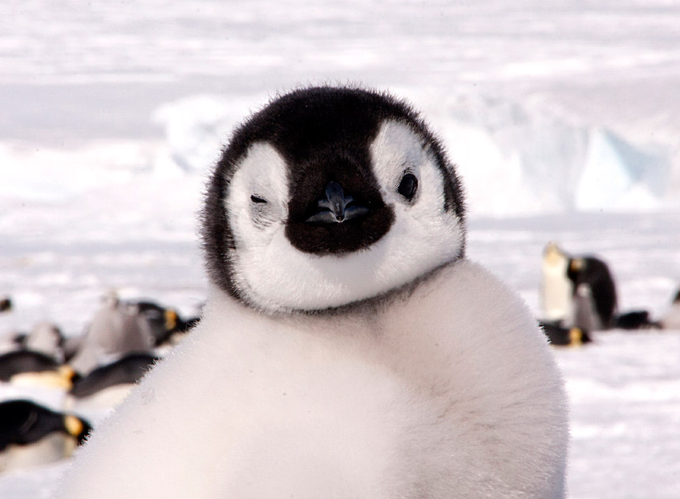 Наймиліші кадри минає: любов і ніжність імператорських пінгвінів