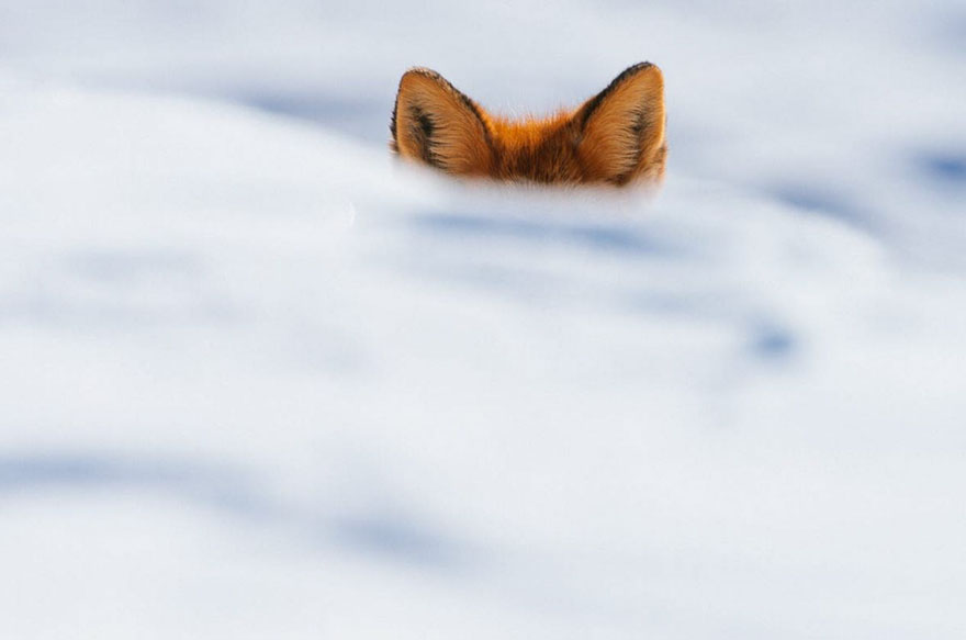 15 чудових зимових портретів лисиць, у яких ви закохаєтесь з першого погляду
