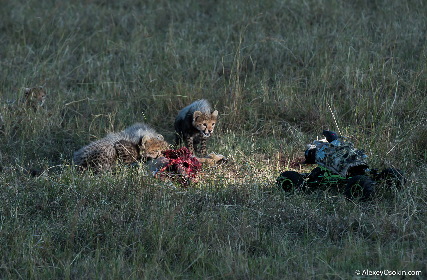 Зйомка гепарда в дикій природі