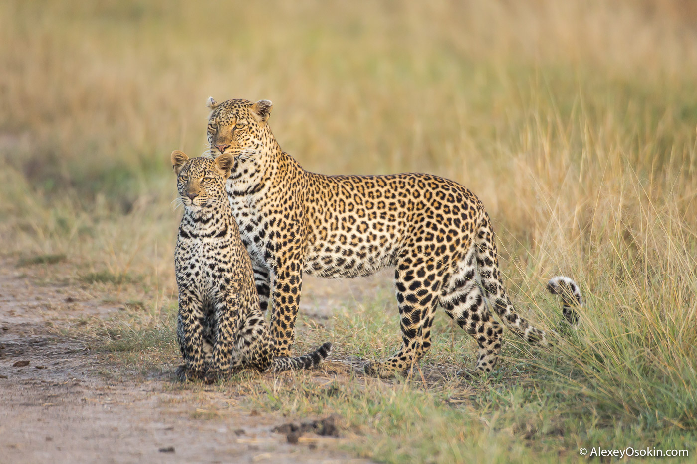 10+ цікавих фактів про леопардів