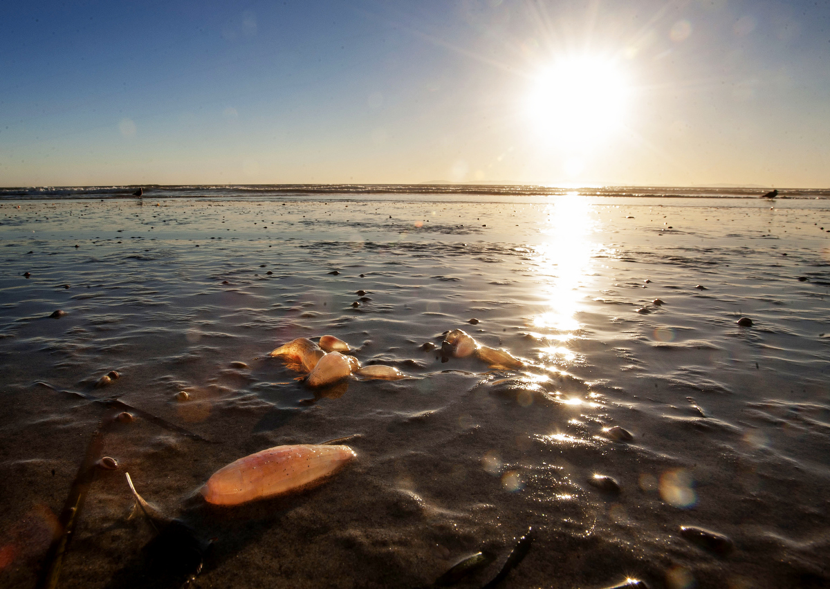 Масове нашестя дивних істот на пляжах Каліфорнії