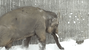 Сніг завалив зоопарк Орегона. Ось що побачили працівники, коли дісталися до тварин!