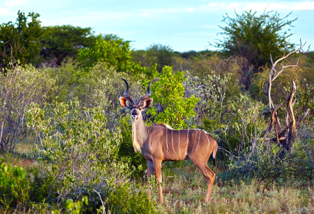 25 дивовижних знімків дикої природи Намібії, від який прискорюється пульс