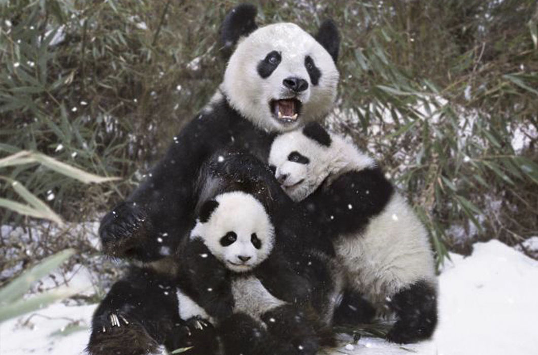 28 забавних кадрів про складні взаємини тварин зі снігом
