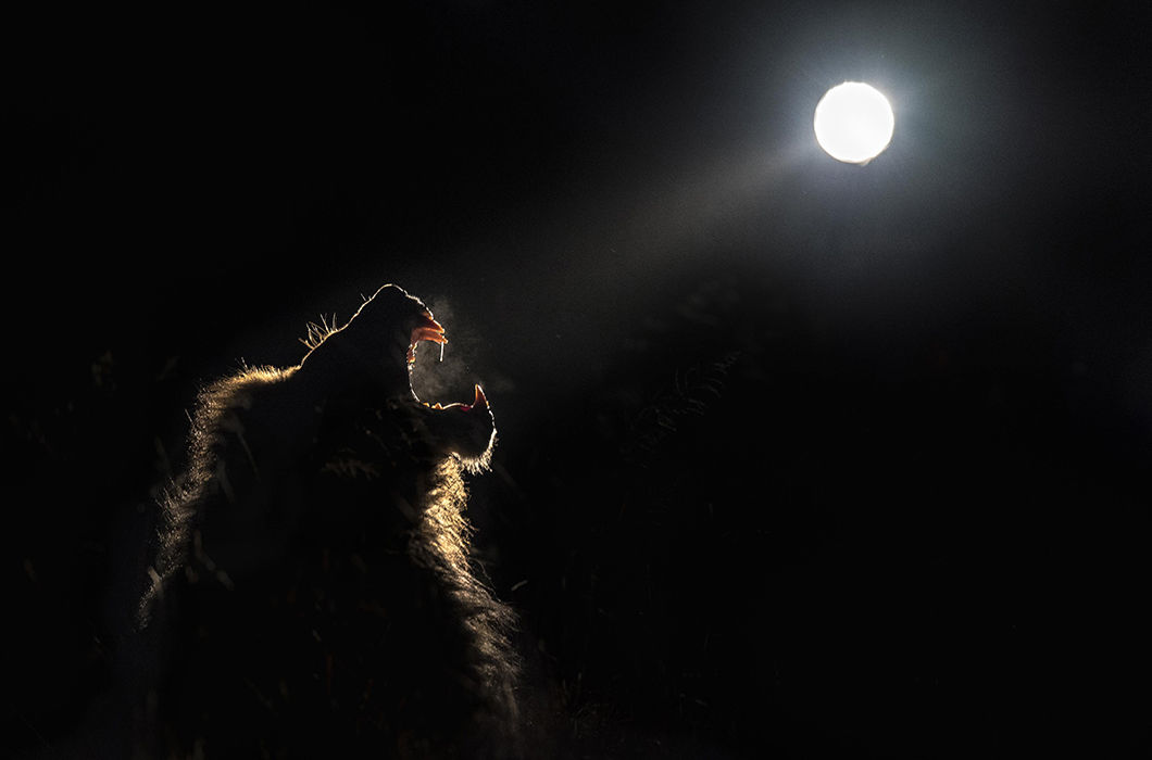 14 прекрасних і дивовижних кадрів про нічне життя африканських тварин