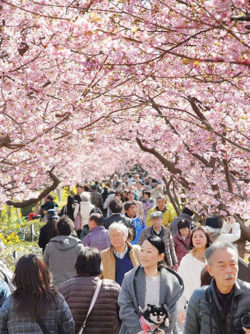 Незрівнянна краса: у японському містечку вже розквітла сакура!