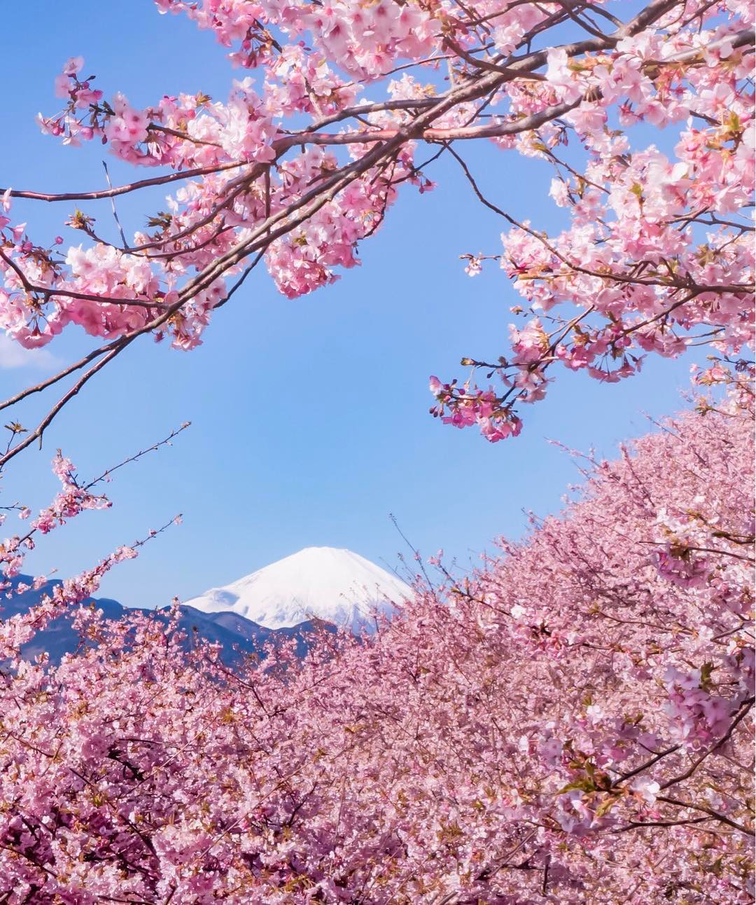 Japanese blossom. Сакура черри блоссом. Сакура Япония вишня. Сакура черри блоссом дерево. Сакура Койо-но-май.