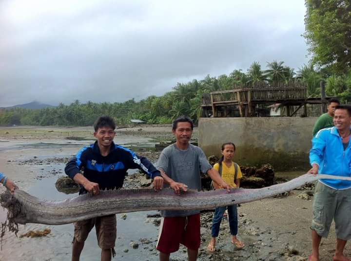 На берег Філіппін викинувся гігантський морський змій!