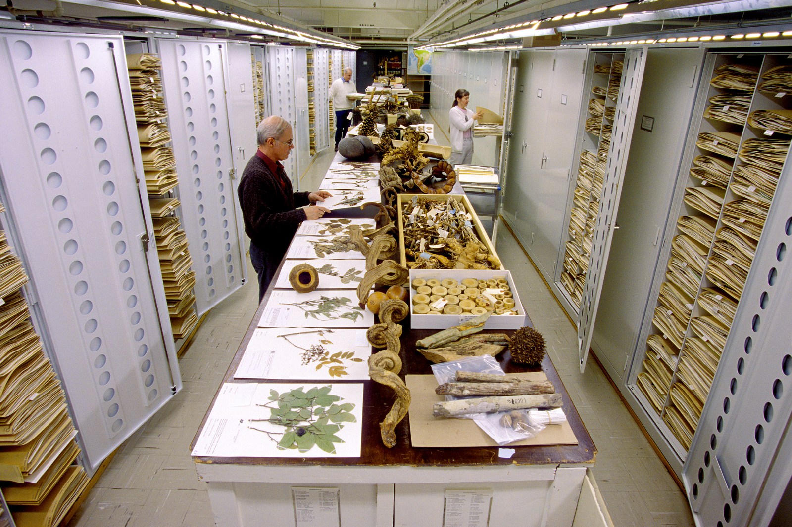 Масштаби, приголомшливі уяву: таємні колекції музею природної історії