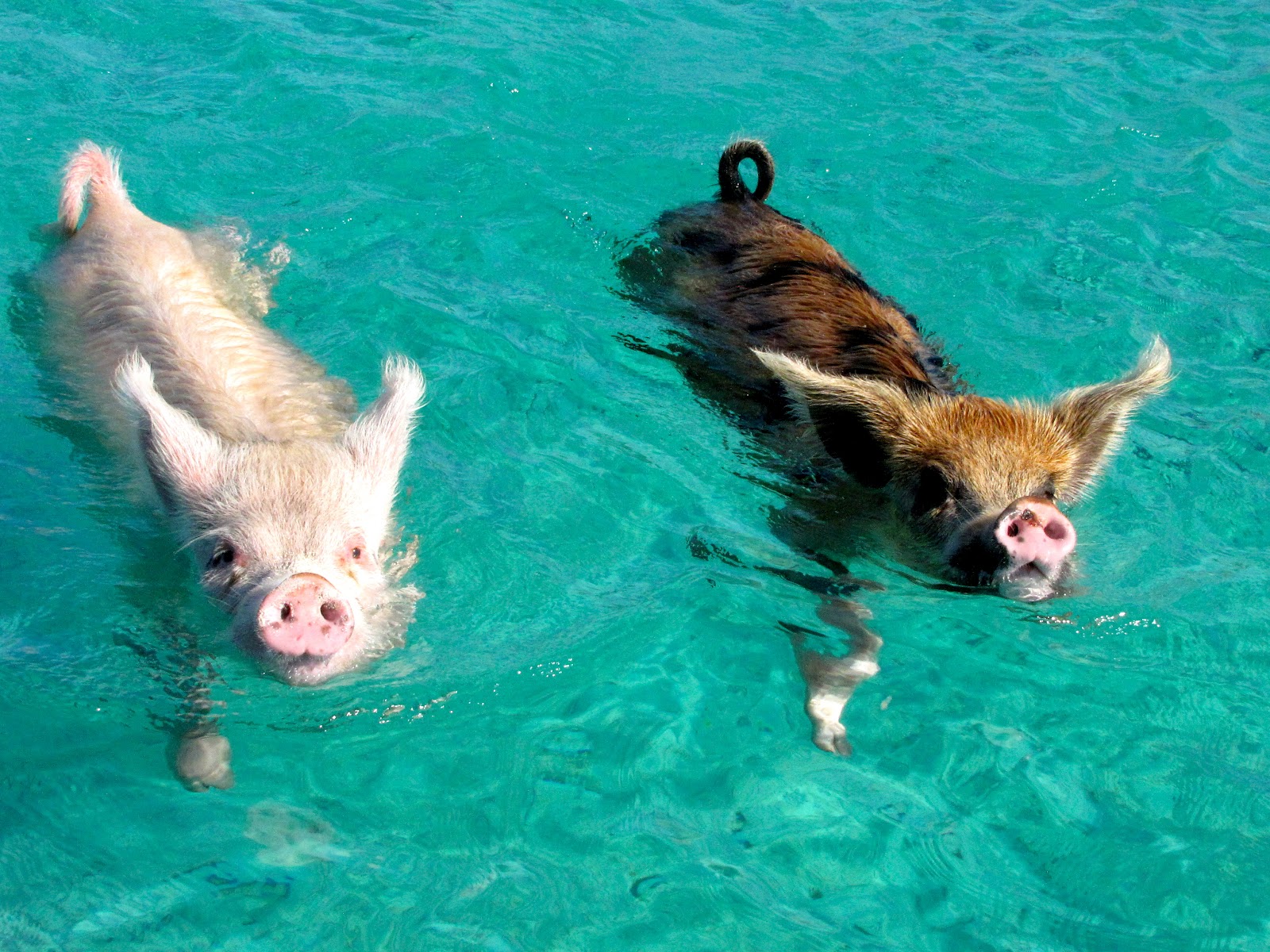 Животные купаются. Водоплавающие свиньи Багамы. Остров Пиг Бич Багамы. Морские свиньи Багамские острова. Плавающие хрюшки на Багамских островах.