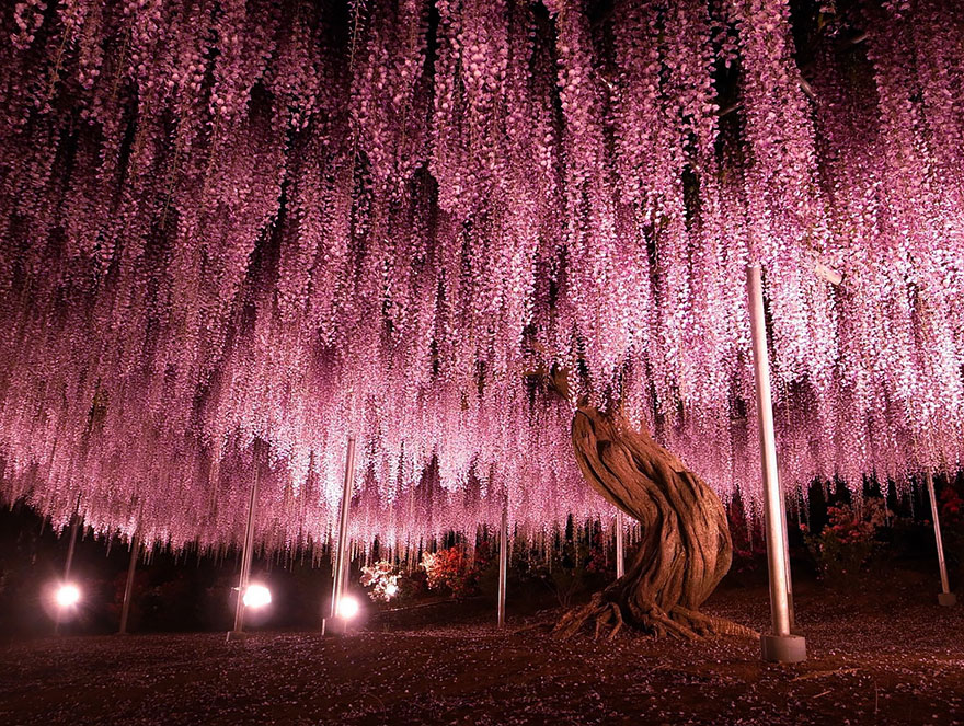 10 причин кинути все і відправитися до Японії на казковий фестиваль гліцинії