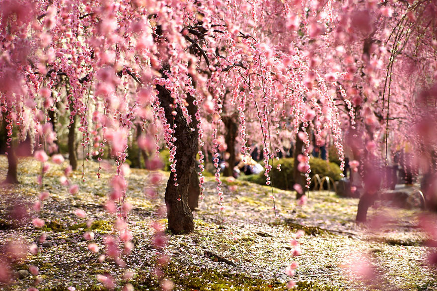 Головне весняне подія в Японії