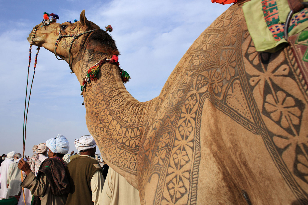 Фестиваль верблюдів у Биканере