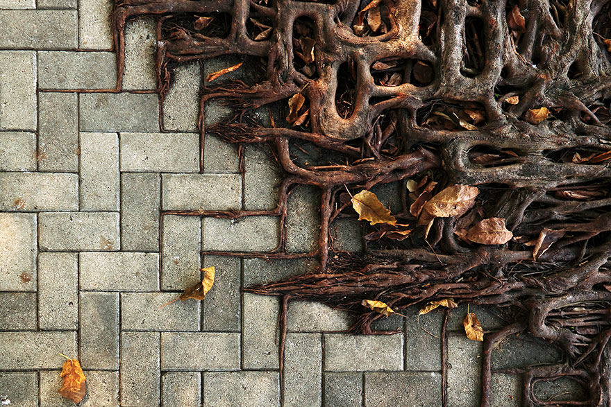 11 унікальних фото протистояння природи і людини – дерева проти бетону