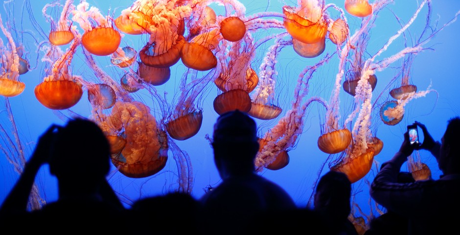 20 дивовижних океанаріумів зі всього світу. Частина 1